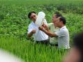 绿色超级稻新种：每亩节本增效444.5元