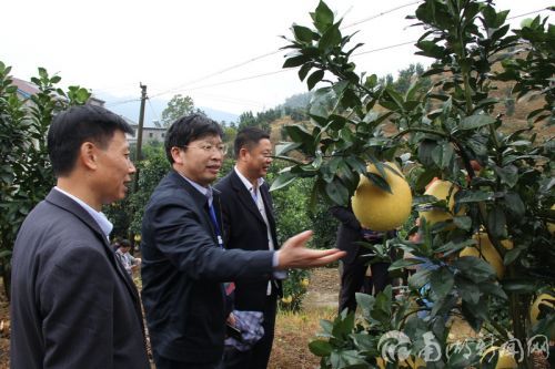 邓秀新教授实地考察指导马家柚种植