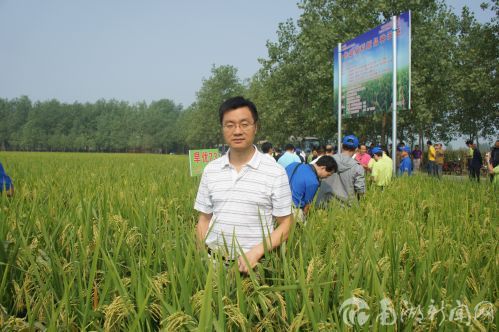 吴昌银考察绿色超级稻。