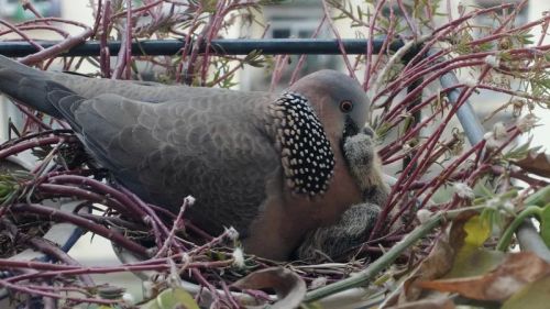 3月9日，大斑鸠在给孩子喂食
