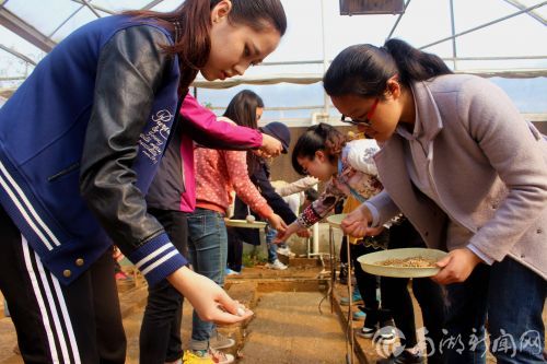 在温暖的大棚里，植保专业的本科生们一起完成“水稻”撒种工作