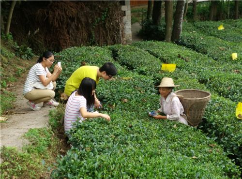 团队成员在茶园中向一位茶农“取经”，了解茶树生长状况。