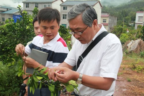 柑橘专家在巴东县锐丰柑桔种植基地调研