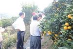 “柑橘矫正施肥技术”项目通过专家考察