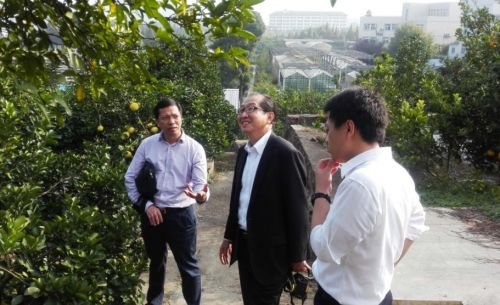 Hisata Kunitake教授参观我校柑橘种质资源保存与育种基地