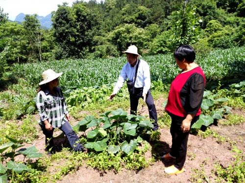 指导村民南瓜种植