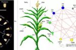 玉米团队系统解析玉米产量与株型遗传机理