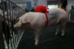 第17届中国武汉种猪拍卖会在校落槌