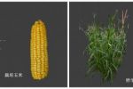我校科研团队合作解析野生大刍草对玉米遗传改良的贡献