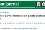 马铃薯块茎形成的光周期调控机理研究取得新进展