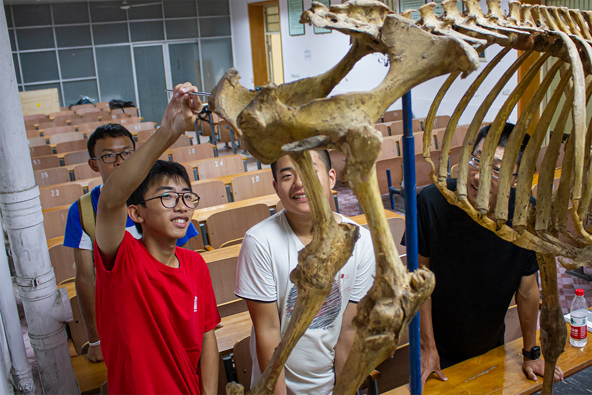 动医动科楼内，同学们在听工作人员讲解牛的骨骼【学通社记者 李靖威 摄】