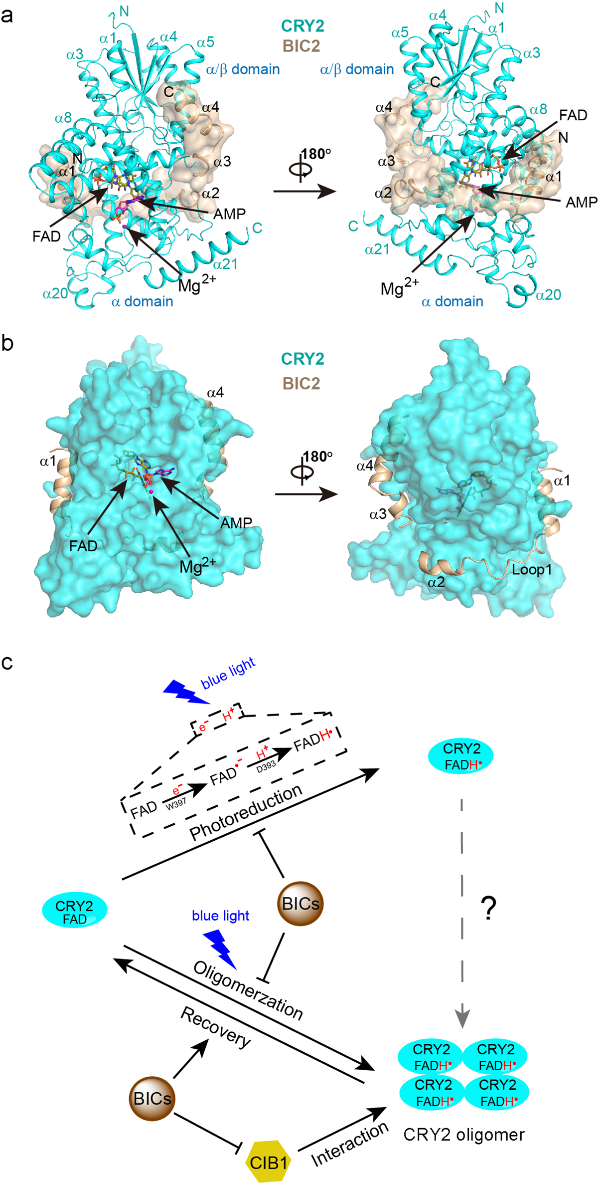 图BIC2-CRY2复合物的结构及BICs抑制CRY2的分子机理