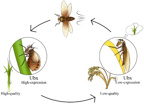 翅型发育关键因子在褐飞虱暴发危害中的作用。华中农大供图