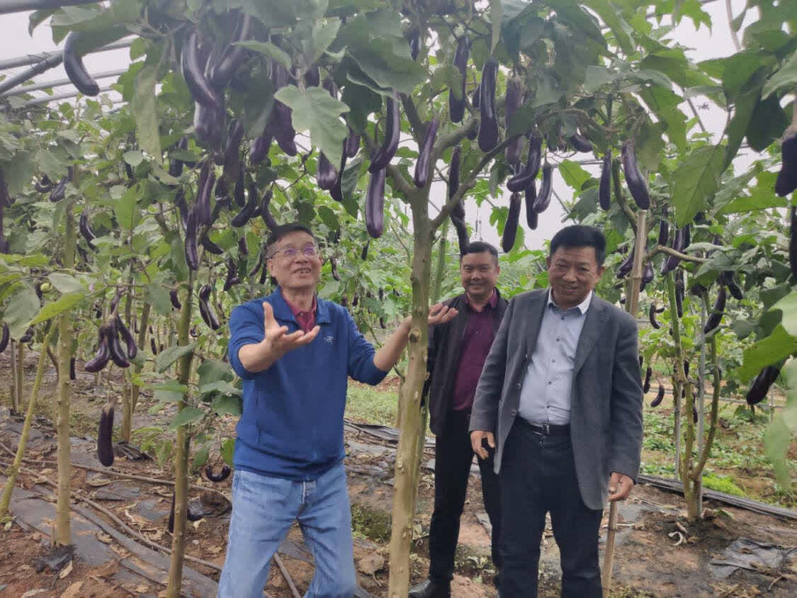 叶志彪教授（左一）介绍茄子树。 谢小琴摄