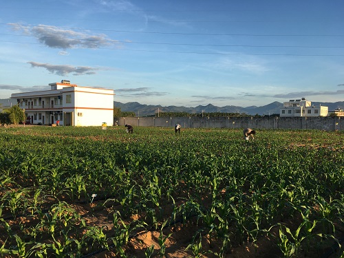 研究人员在海南南繁基地种植的玉米试验田 李文强供图