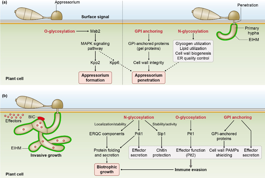蛋白糖基化修饰调控植物病原真菌致病过程的基本机制