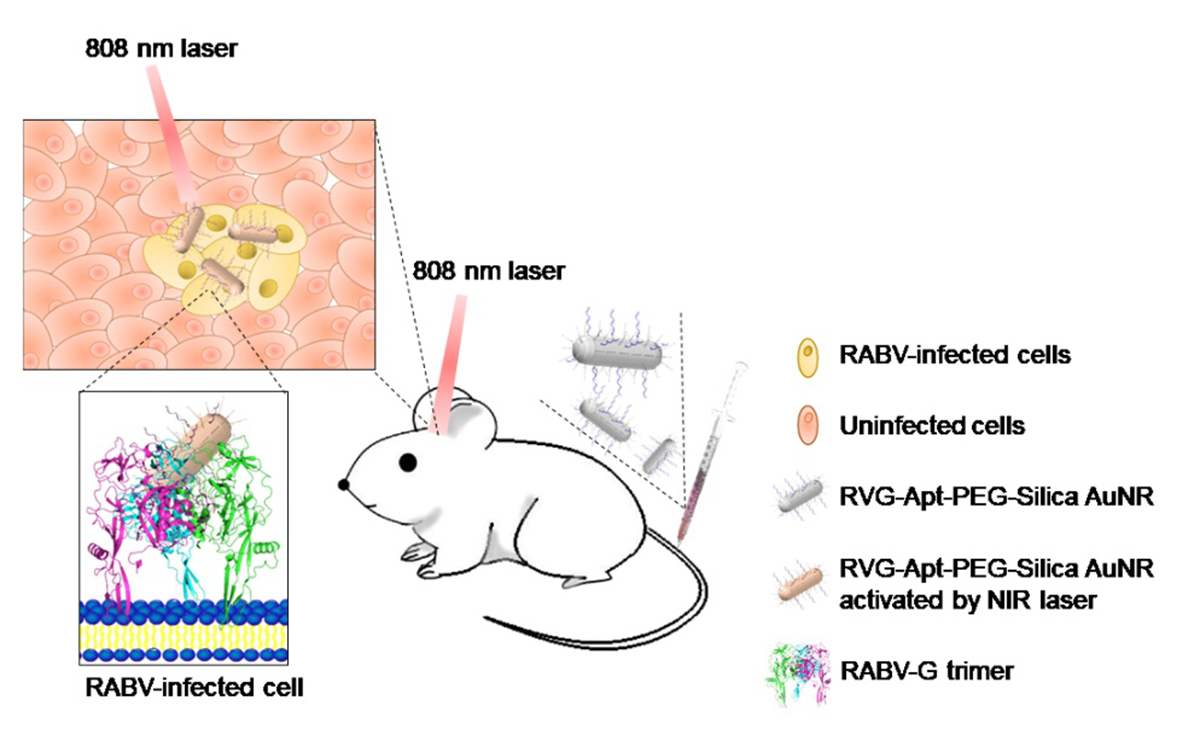 基于纳米金棒的光热疗法在小鼠模型上治疗狂犬病的示意图