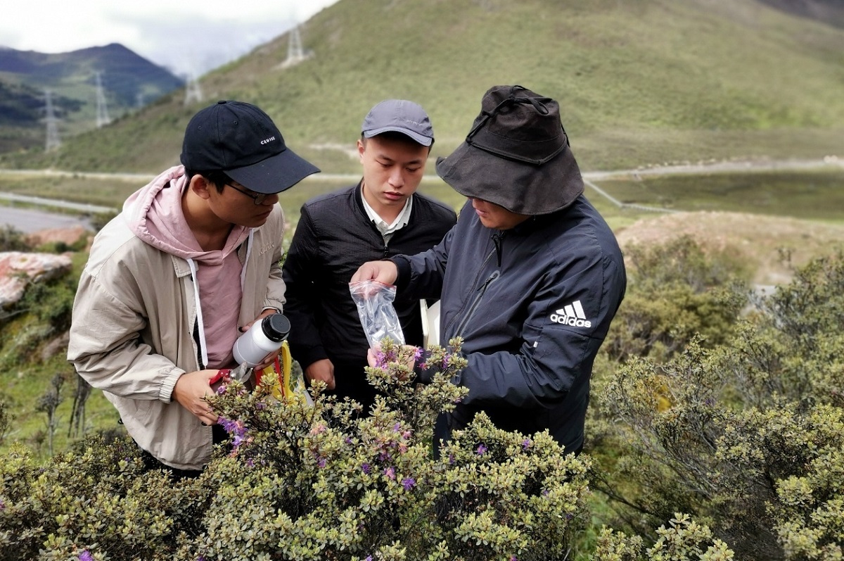 2020年7月，林芝市巴宜区色季拉山，刘秀群（右一）收集西藏野生花卉资源。