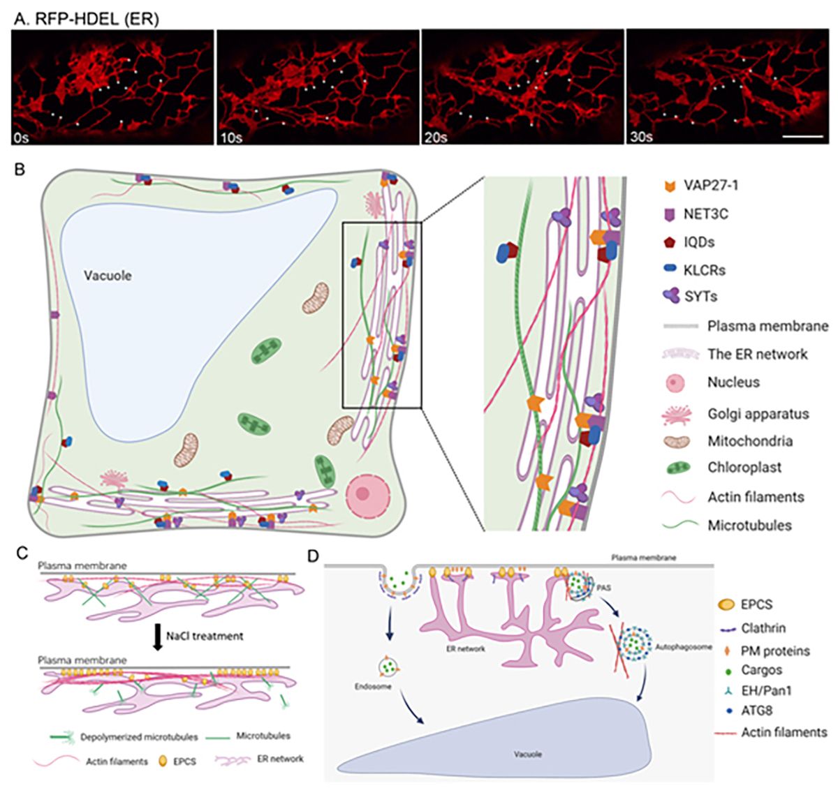 图1. 植物NET3C-KLCR-IQD复合体与内质网-质膜互作网络的生物学功能汇总