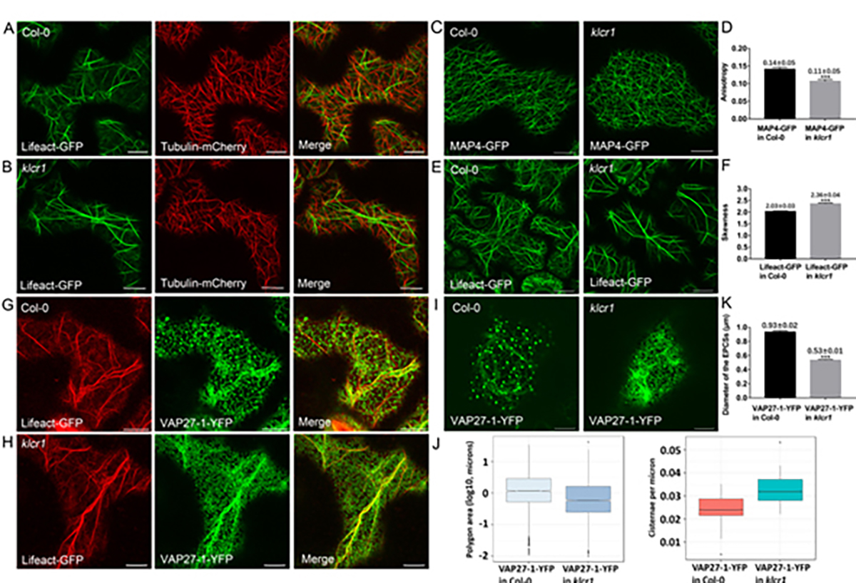 图2. KLCR1、NET3C和IQD2功能缺失突变体的叶片表皮细胞形态与细胞骨架排列发生缺陷