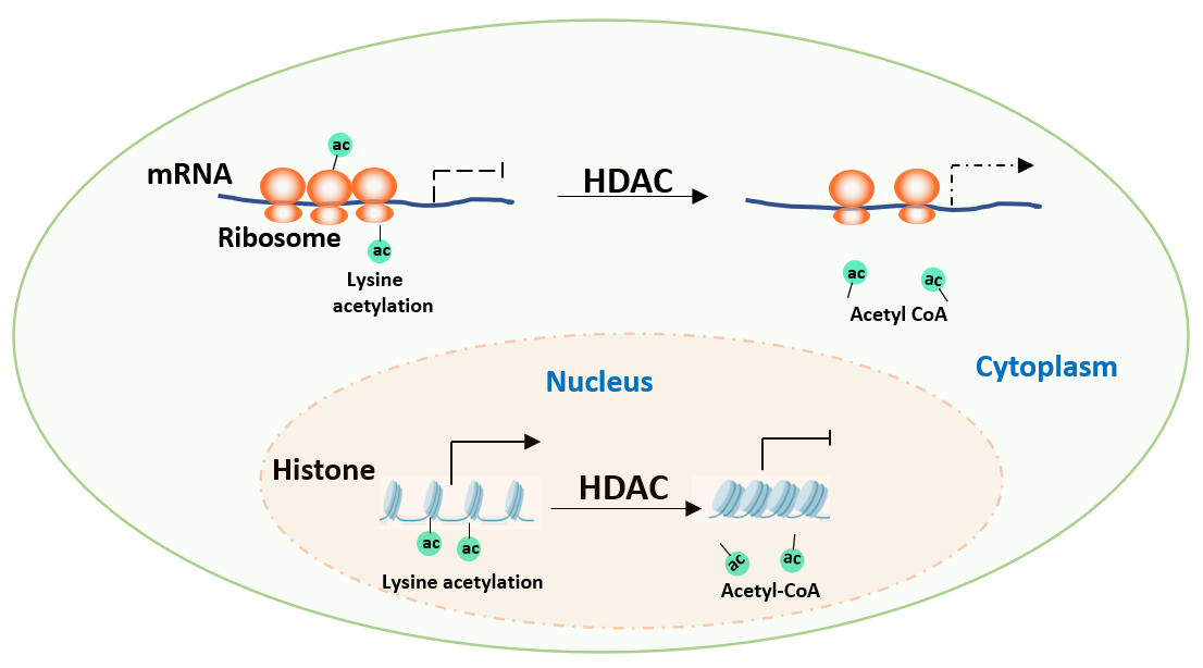 图1. HDAC对组蛋白以及核糖体蛋白乙酰化修饰的调控