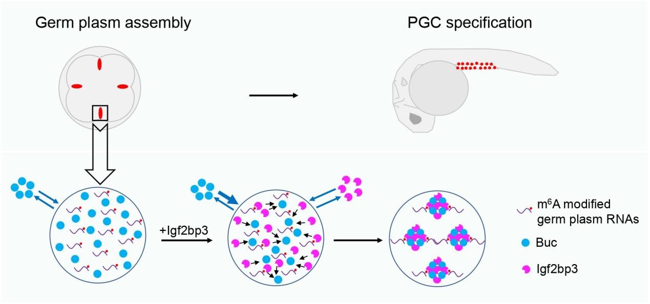 gf2bp3结合Buc调控m6A修饰生殖质RNA表达和生殖质组装的分子机制