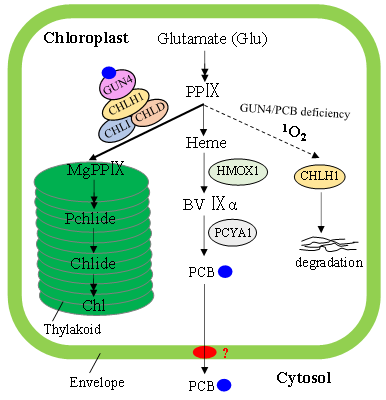 图1 叶绿体信号分子胆色素(PCB)和GUN4调控叶绿素合成的模式图