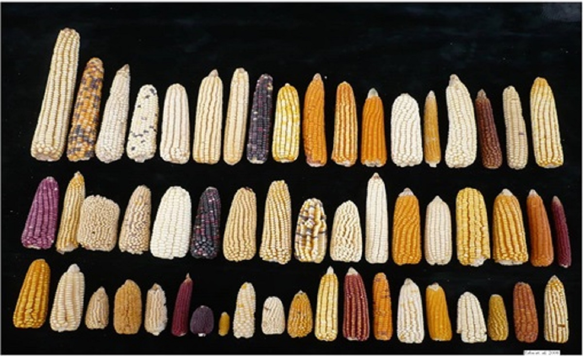 不同玉米种质       华中农大供图