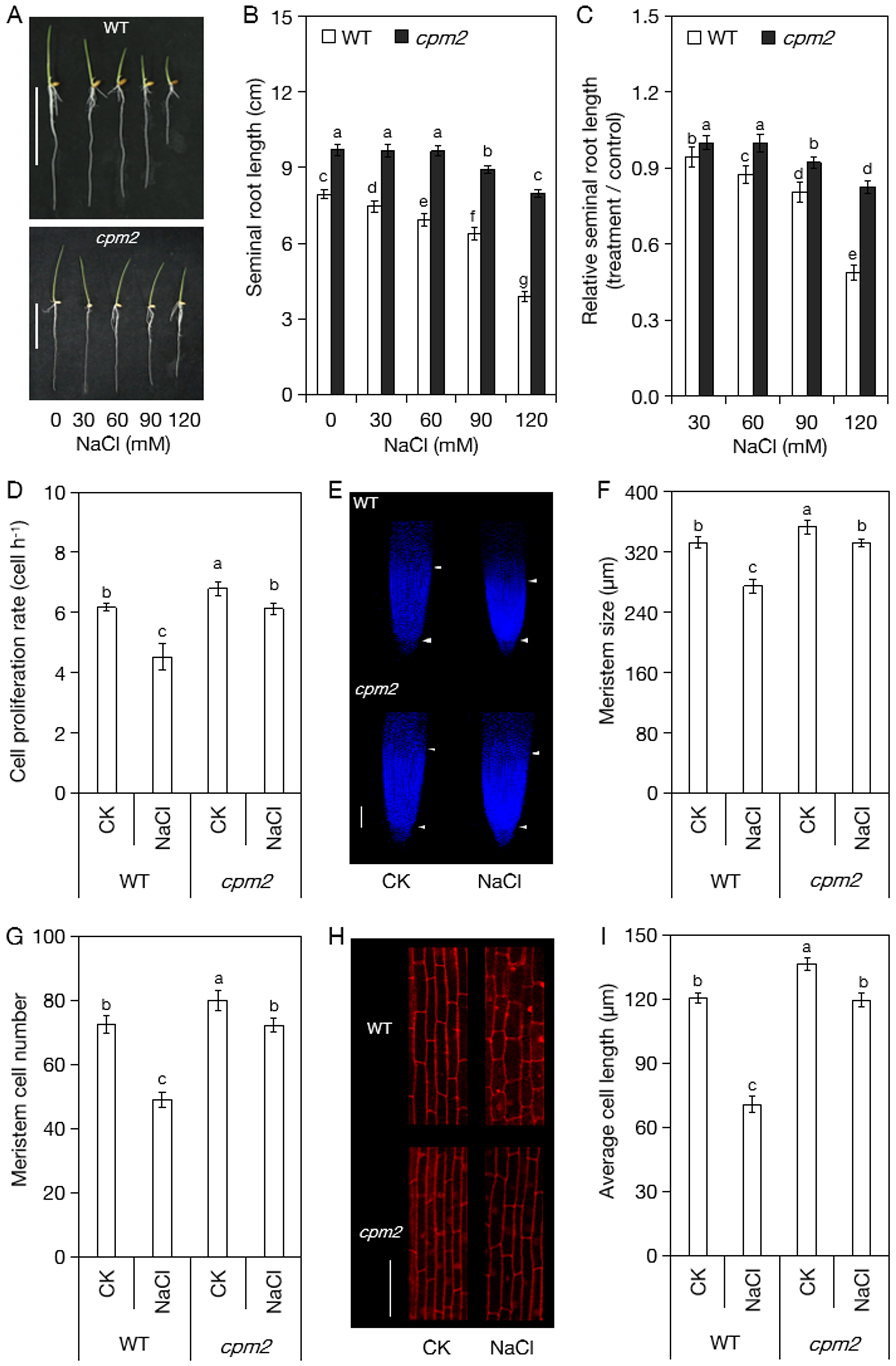 图2. JA通过介导根细胞增殖和细胞伸长调控水稻种子根生长