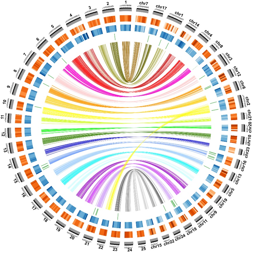 团头鲂与斑马鱼基因组共线性分析