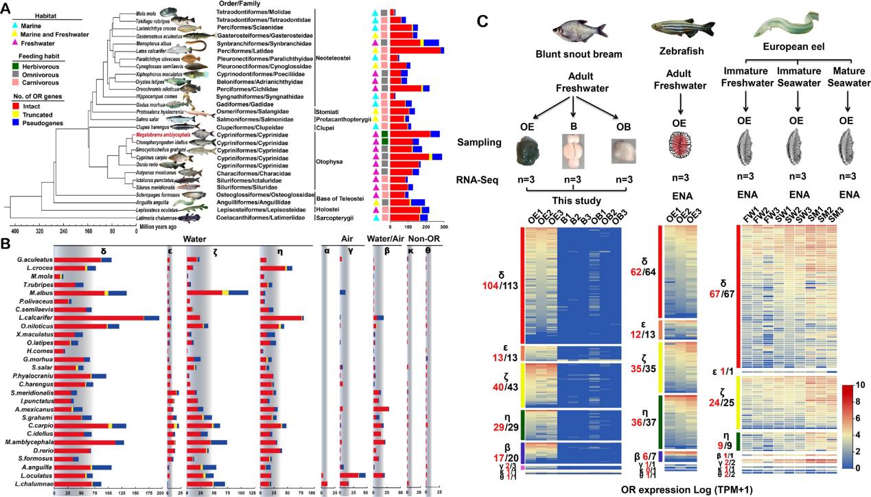鱼类嗅觉受体基因家族的进化与表达模式