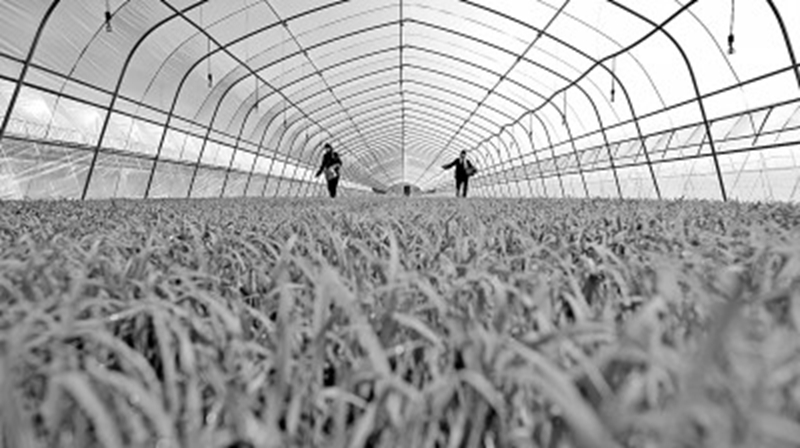 河北唐山滦南县的农民在水稻育苗大棚里施肥。新华社发