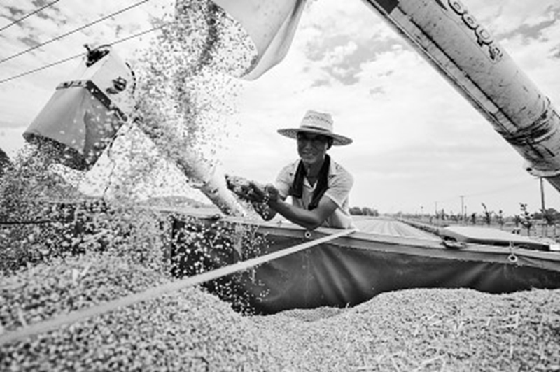 浙江湖州德清县洛舍镇农民在田间喜收小麦。王正摄光明图片