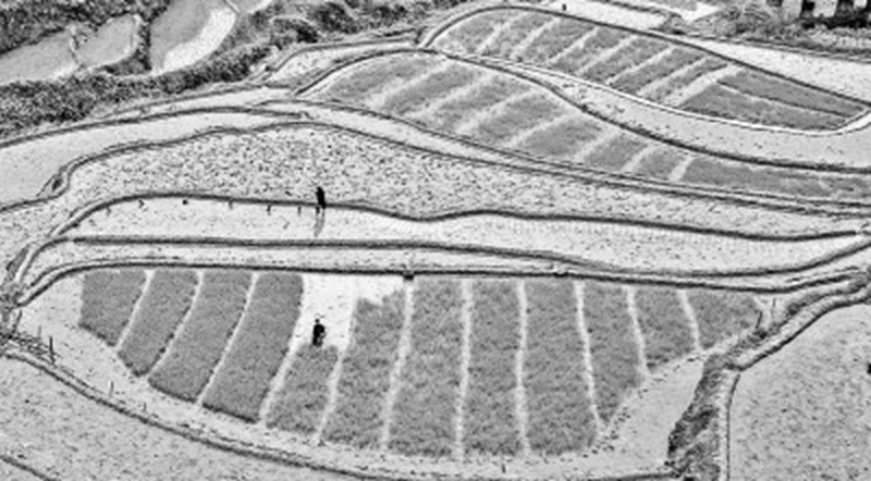 湖南郴州桂阳县莲塘镇下马村，村民在插水稻秧苗。新华社发