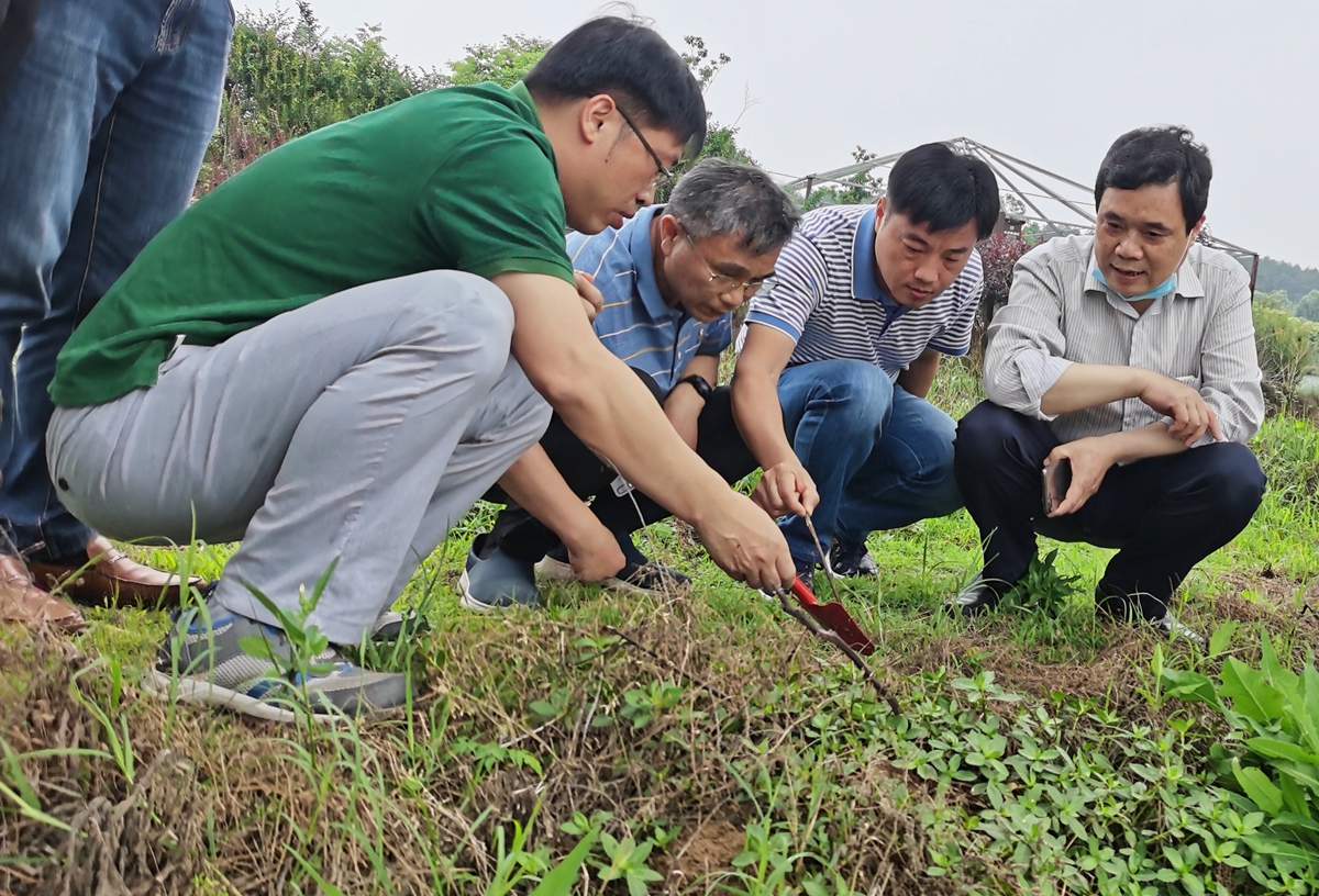 湖北省植物保护总站领导专家一起在钟祥调查红火蚁