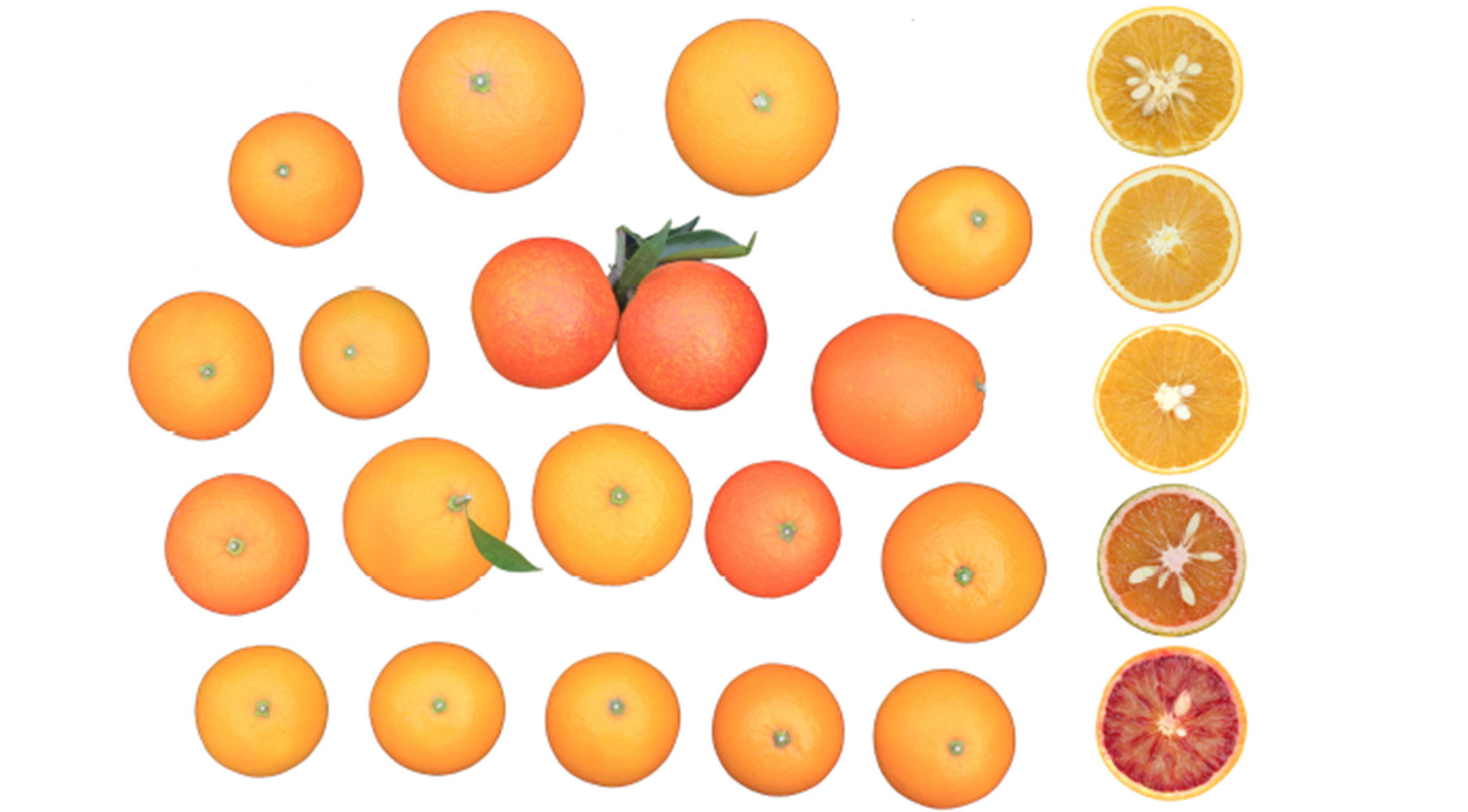 Figure 1 甜橙芽变（体细胞变异）群体的表型