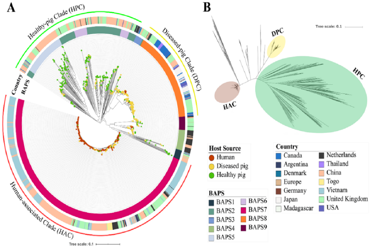 <p>图2 全基因组系统发育树揭示了猪链球菌宿主相关性</p>