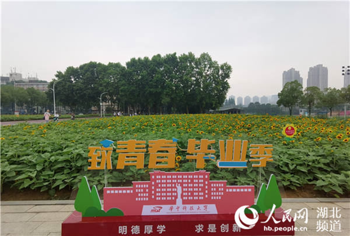 华中科技大学内首次种植的向日葵。人民网 周雯摄