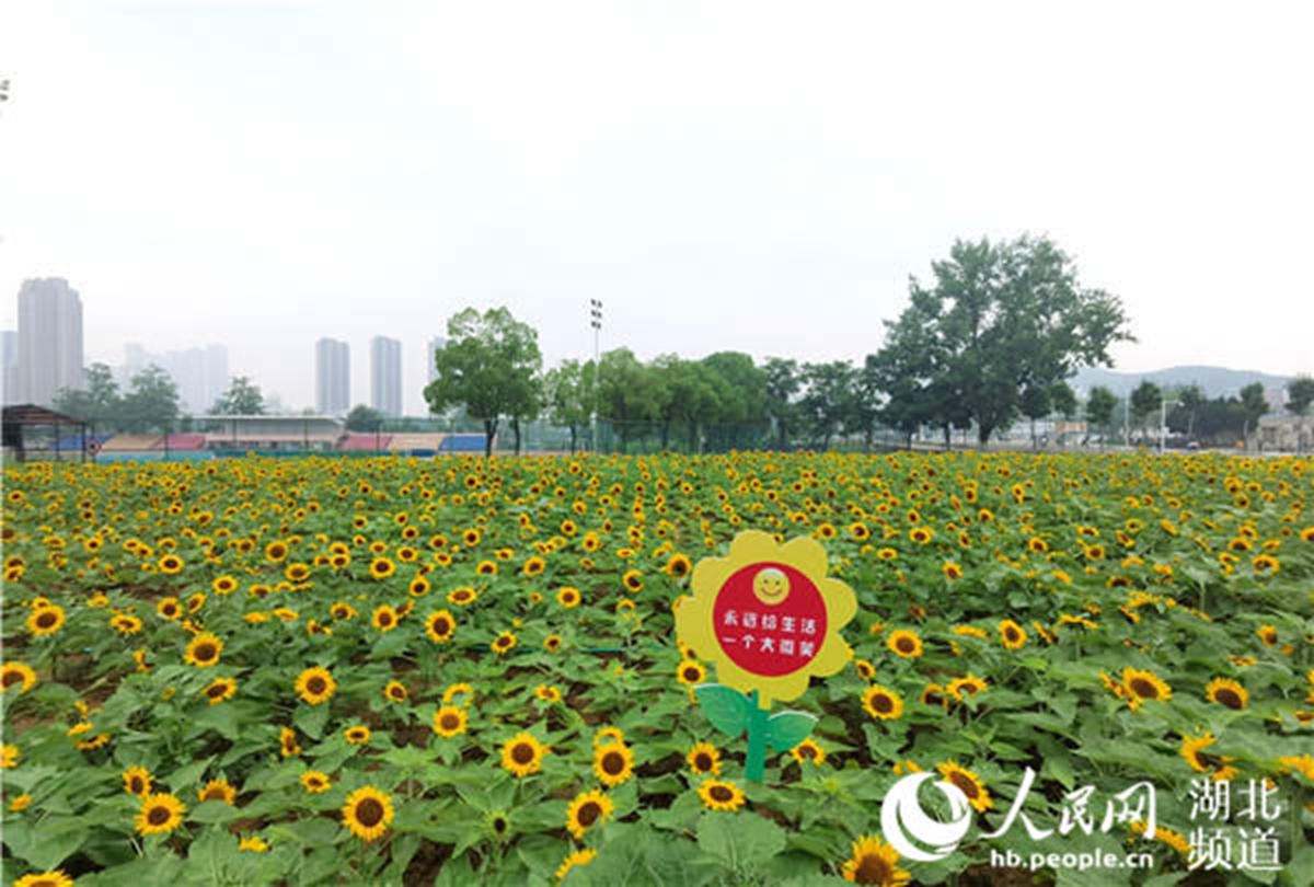 华中科技大学内首次种植的向日葵。人民网 周雯摄（1）
