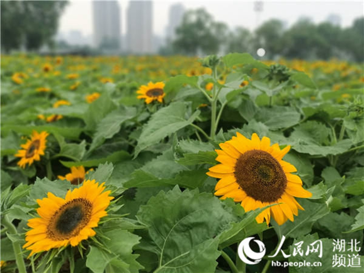 华中科技大学内首次种植的向日葵。人民网 周雯摄（2）