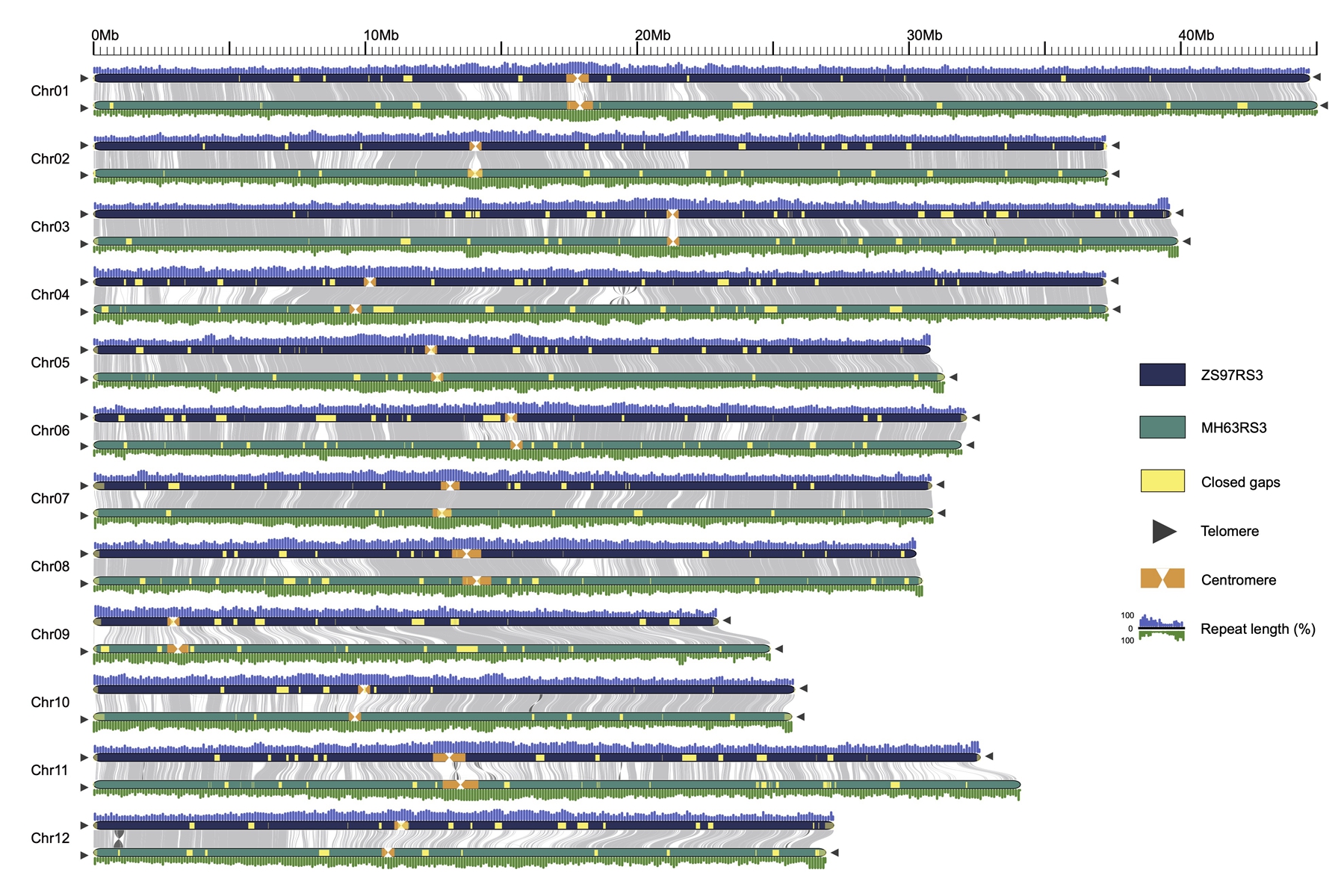 图2：两套无缺口参考基因组的共线性比较