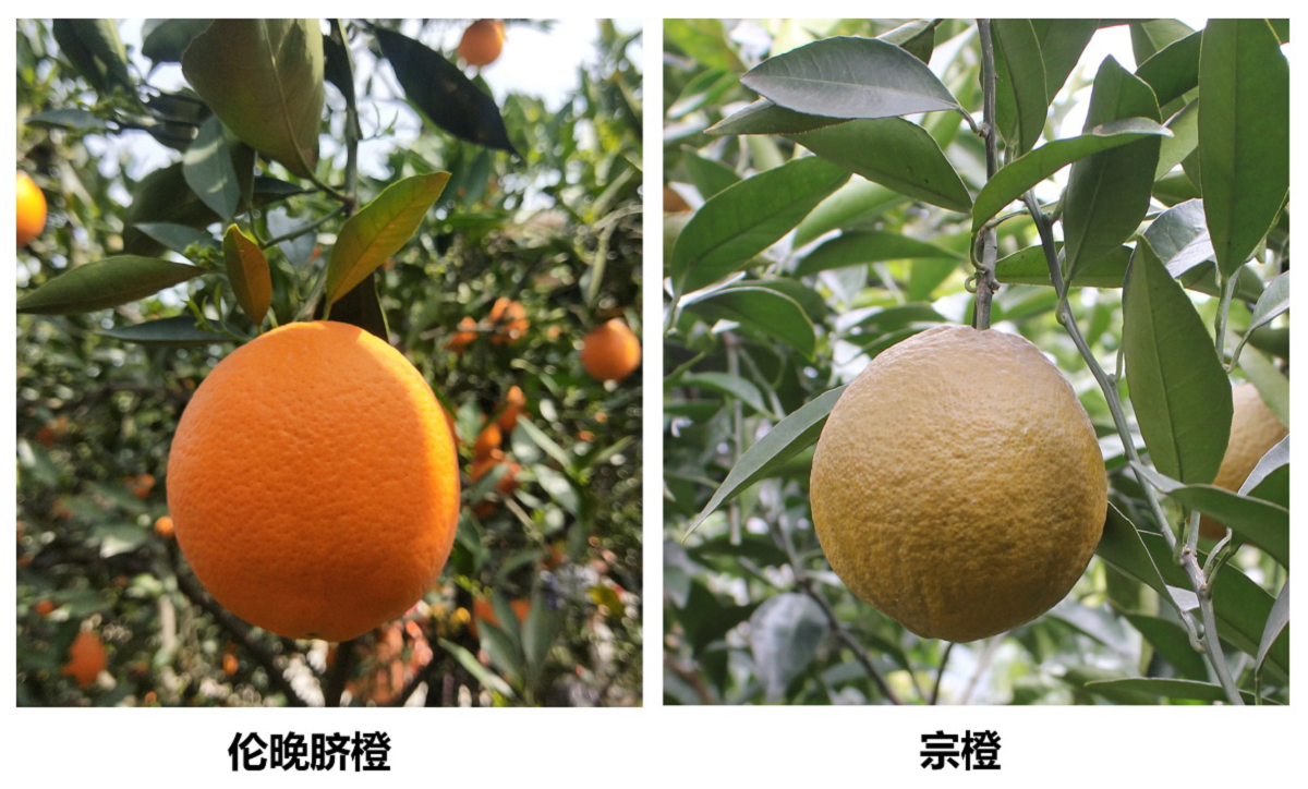 图1‘宗橙’和‘伦晚脐橙’果实性状对比