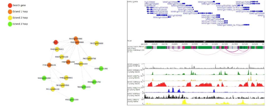 图2. 水稻的染色质交互远程网络和浏览器截图
