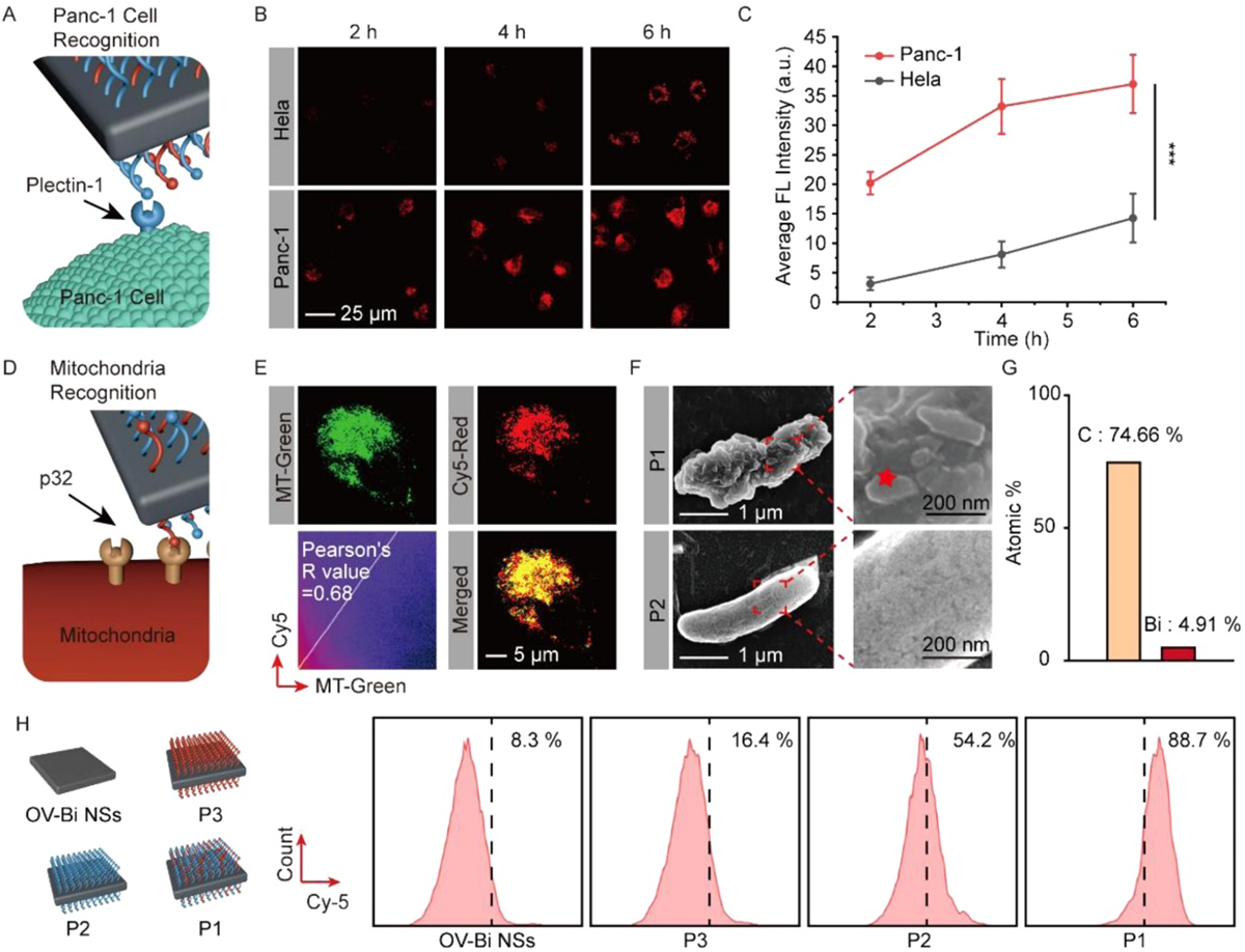图2. BSP的蛋白质识别能力及其胰腺癌细胞线粒体靶向功能