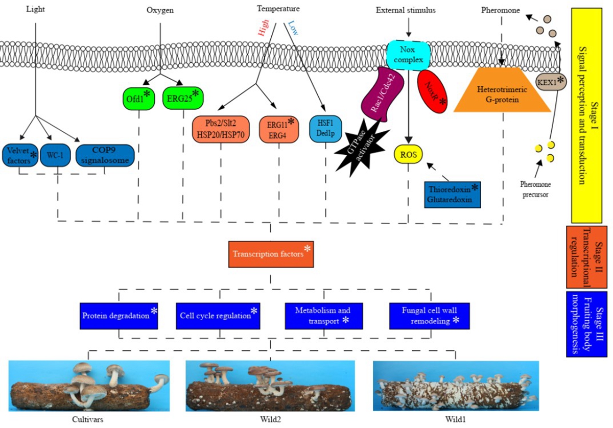 图2 适应进化过程中香菇遗传和表型分化模型