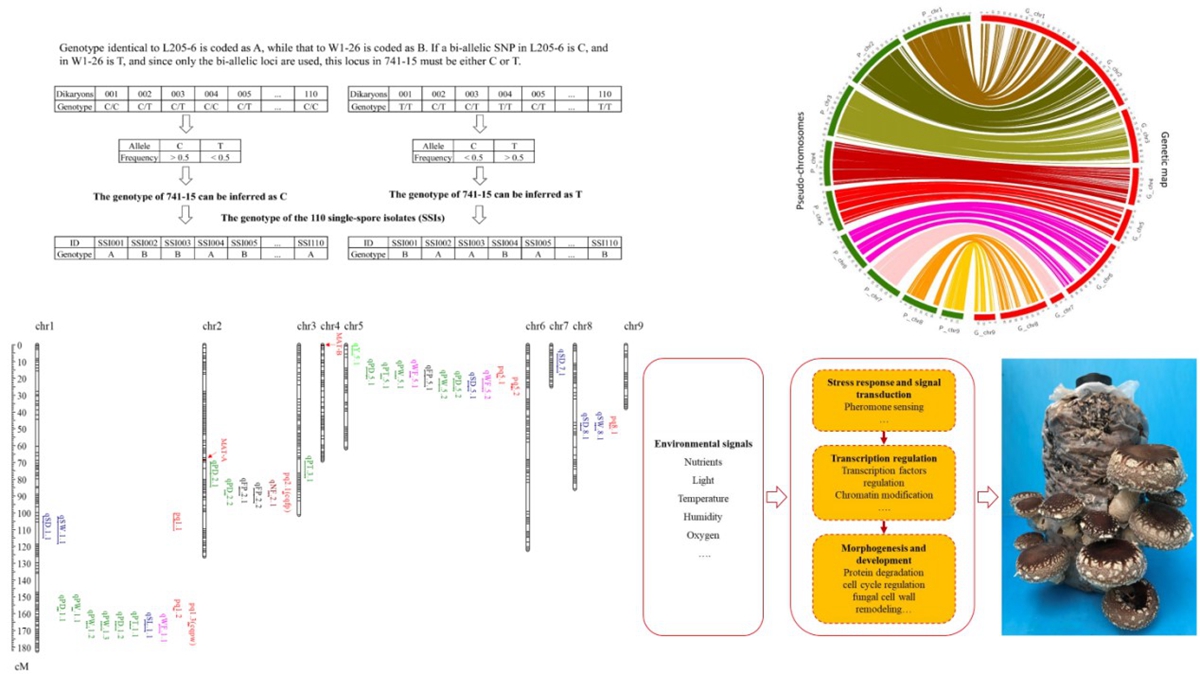 图3 香菇子实体发育相关性状的遗传基础解析