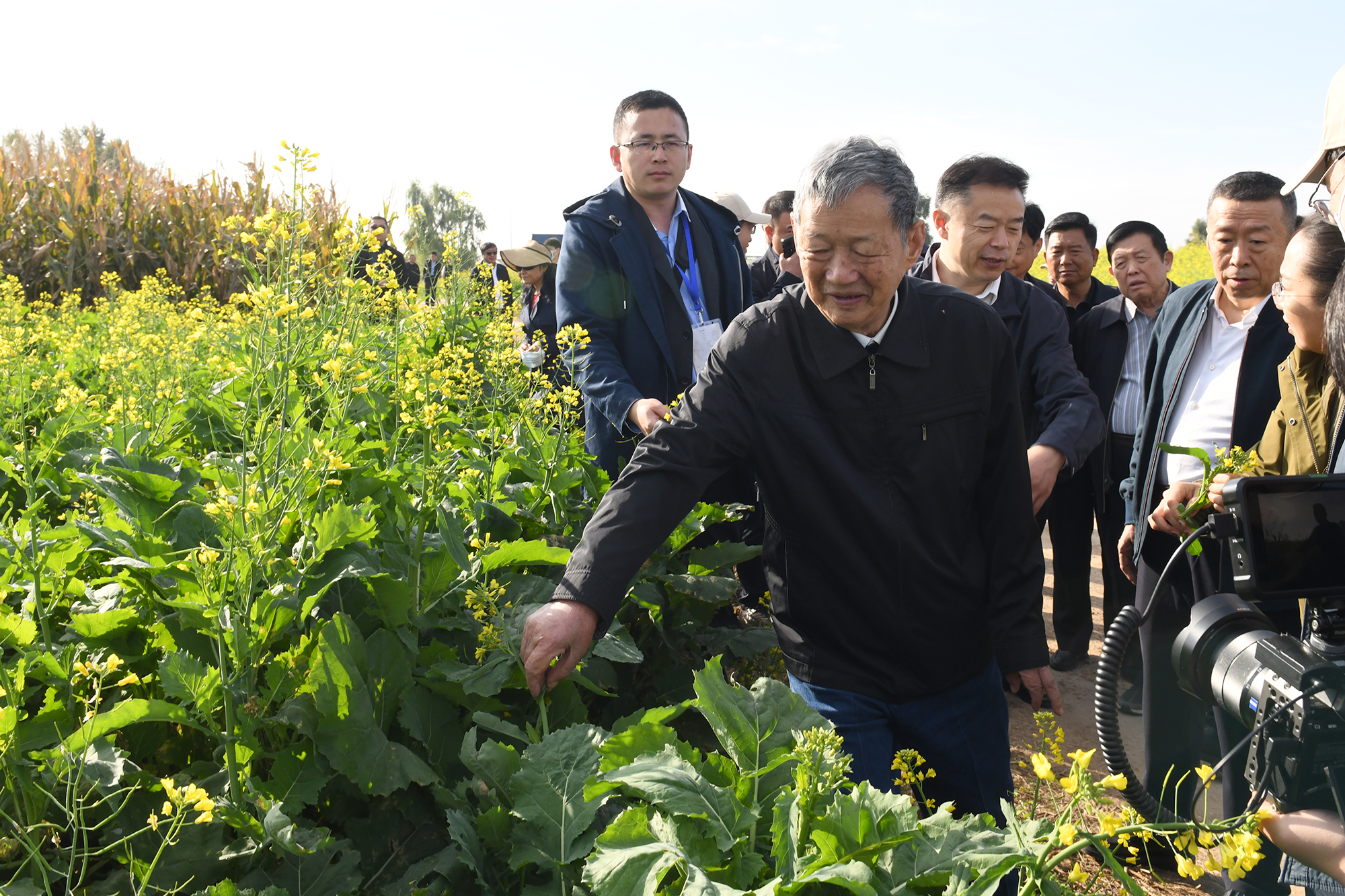 傅廷栋在新湖镇油菜种植场地查看油菜长势（记者 刘涛 摄）