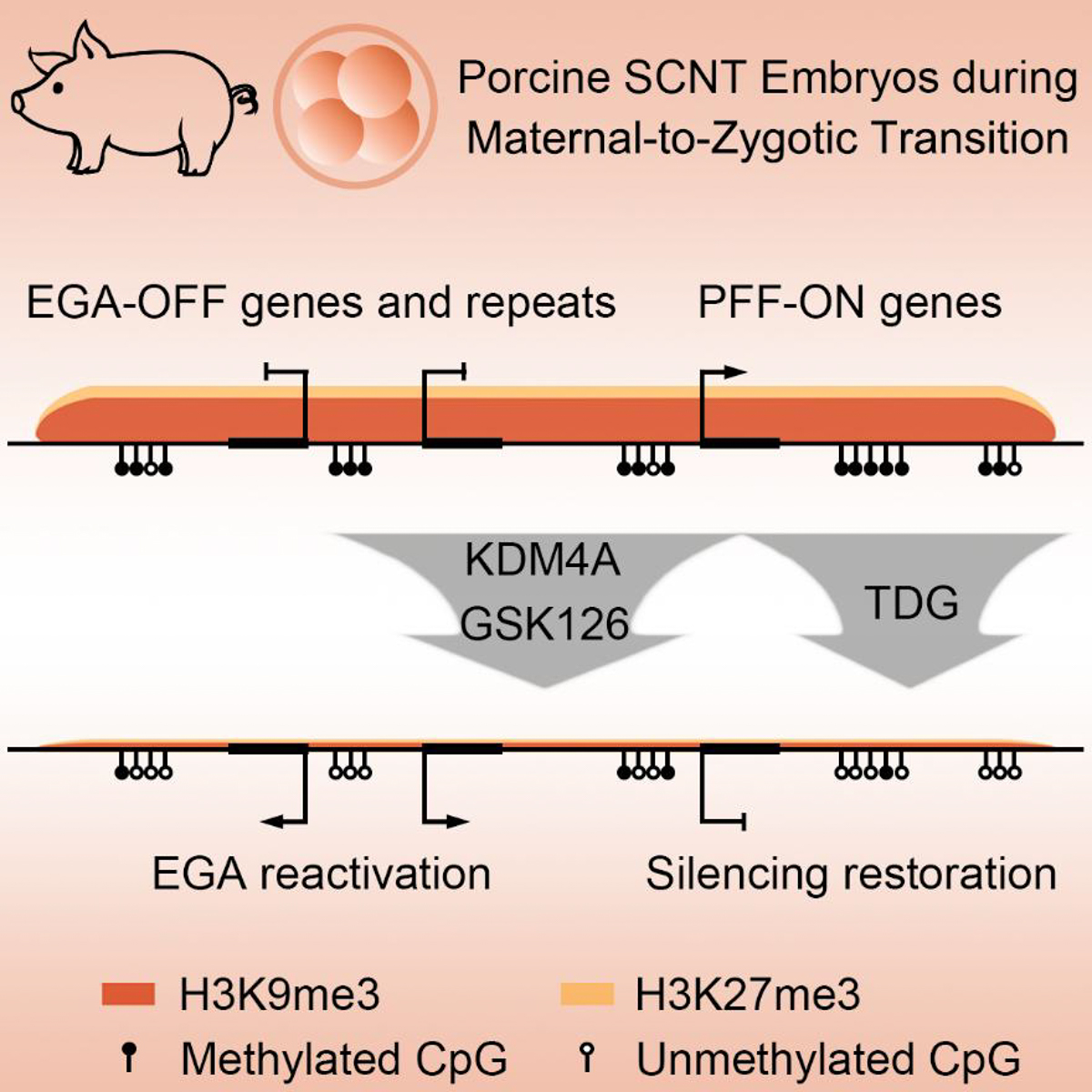 猪克隆胚胎在合子基因组激活阶段的重编程障碍和克服途径