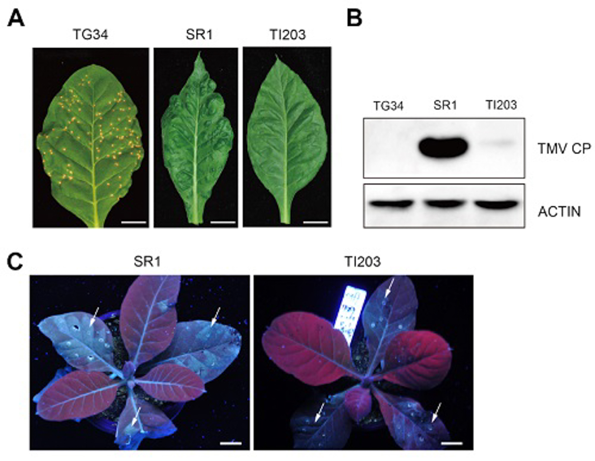 【Plant Cell Environ】敲除木质素途径基因BnF5H降低了油菜木质素组成比并提高了油菜对核盘菌的抗性 - 赛思基因——硬核科技 ...