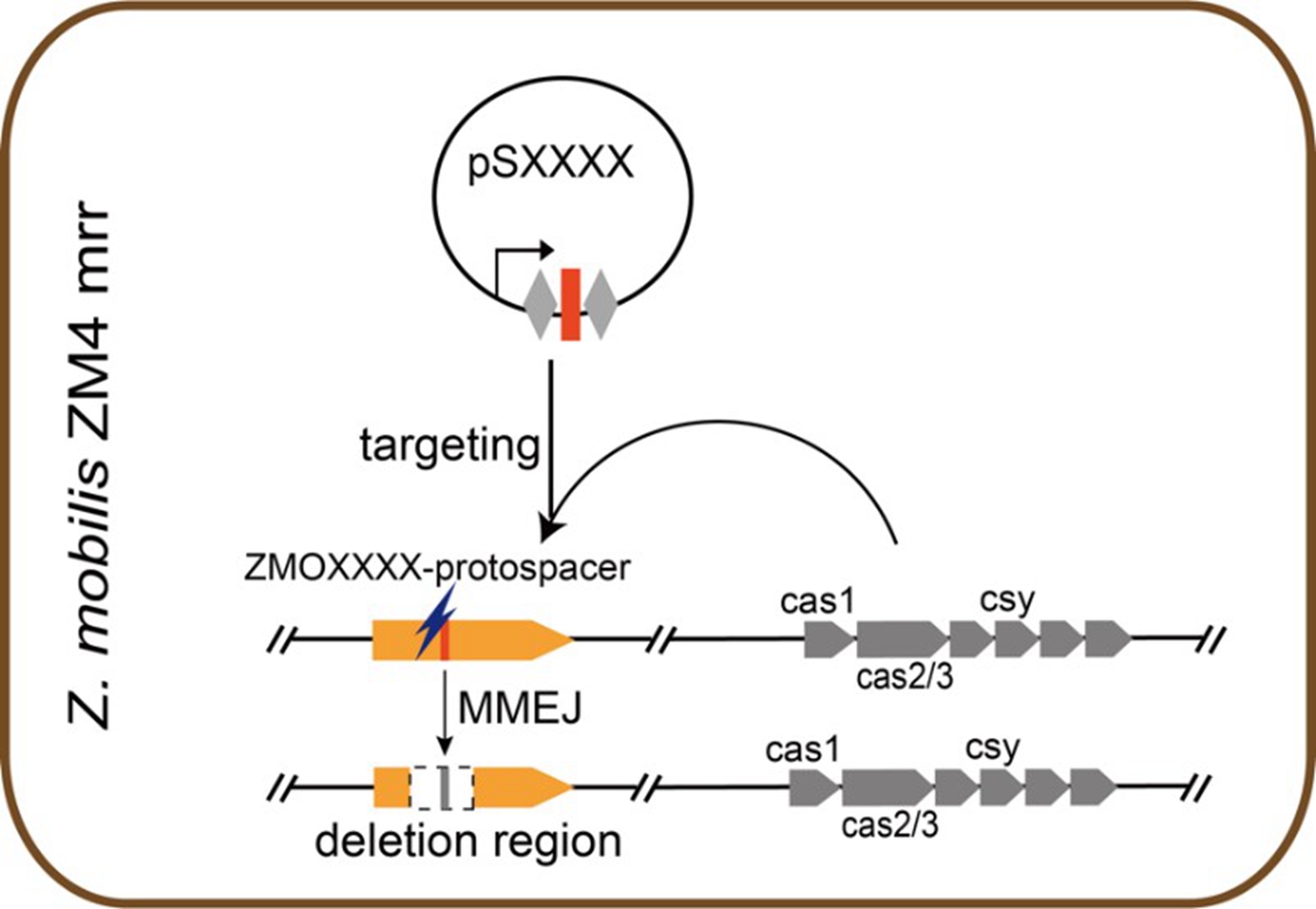 图2 基于内源性CRISPR-Cas系统和MMEJ途径的基因组快速编辑流程